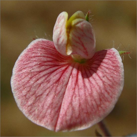 sm 106 Spanish Lotus.jpg - Spanish Lotus (Lotus purshianus): A native with flowers about 1/3" x 1/3".